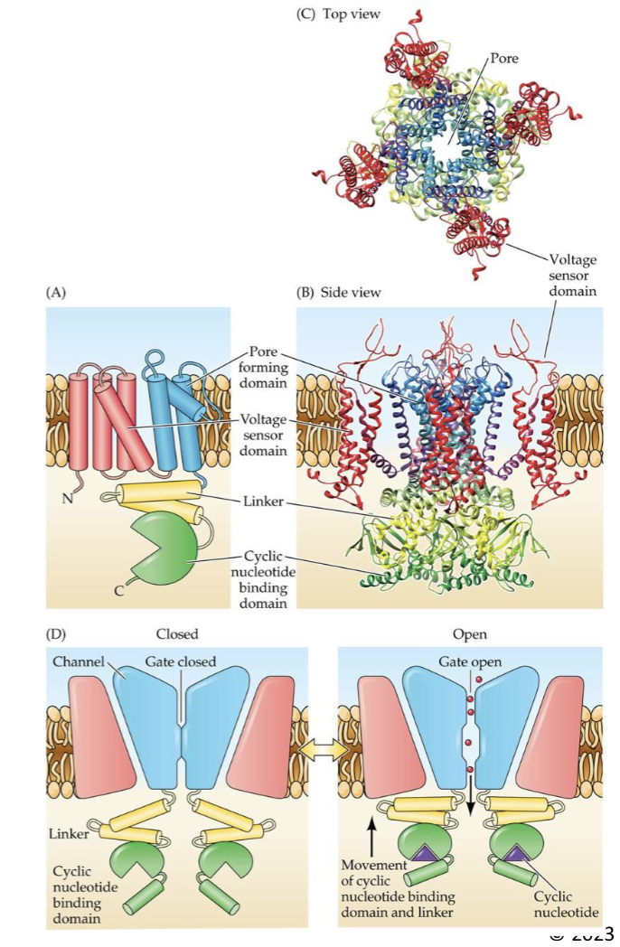 <p>Intracellular ligands</p>