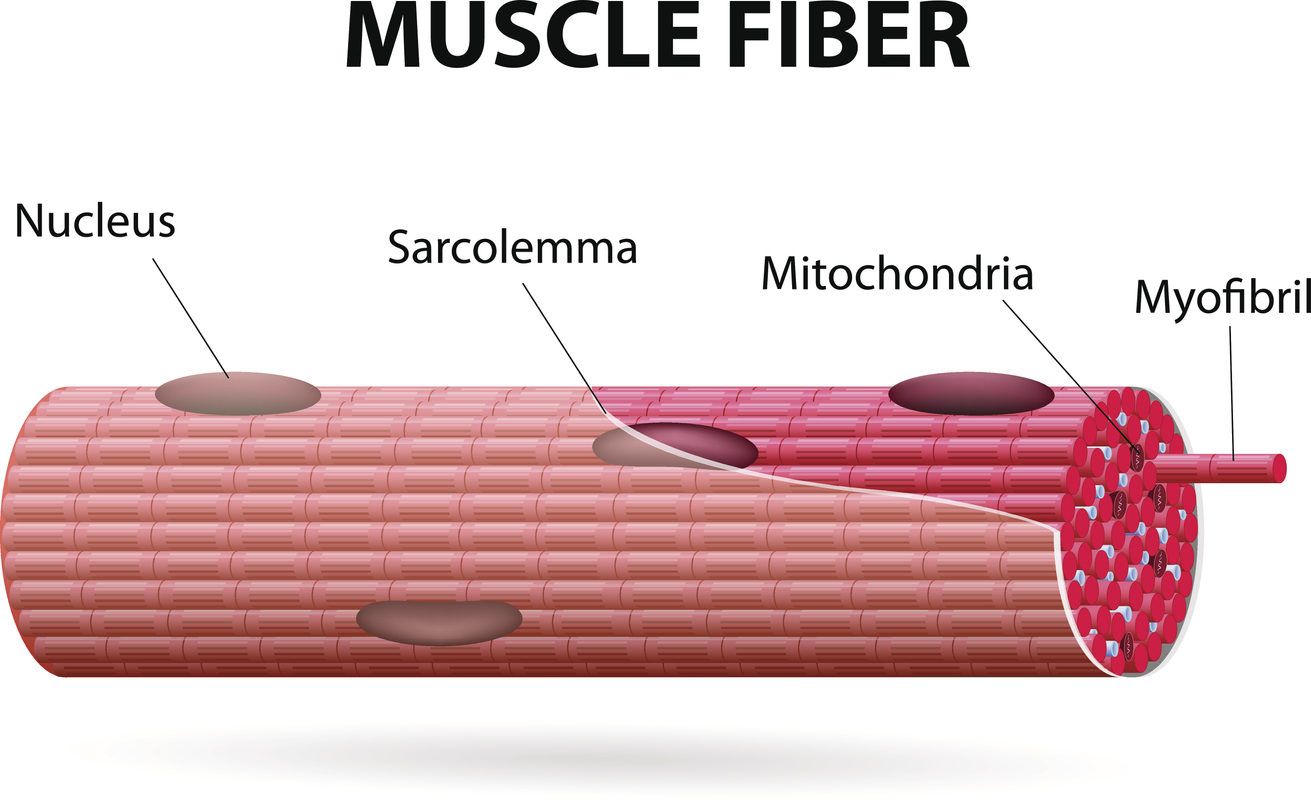 <p>Muscle cell</p>