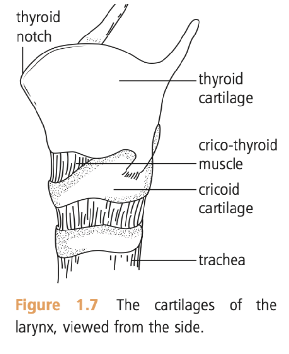 <ul><li><p>connects mouth and lungs</p></li><li><p>cartilages</p><ul><li><p><strong>cricoid</strong> (top)</p></li><li><p><strong>thyroid</strong> (sits over the cricoid)</p></li><li><p><strong>arytenoids</strong> (sits on cricoid plates, hidden behind the thyroid)</p></li></ul></li></ul><p></p>