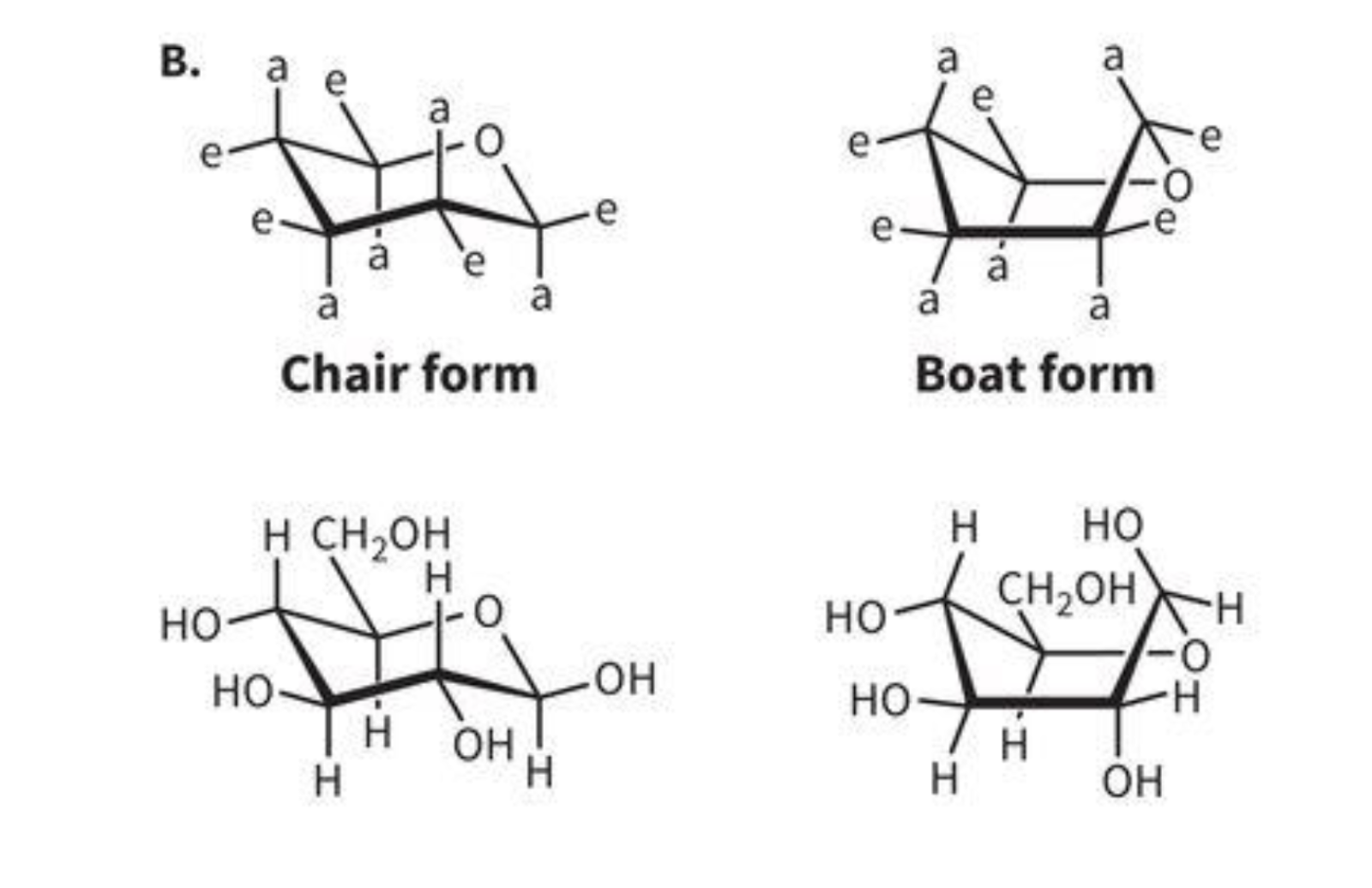 <p>Chair form - monosaccharide zig-zags, and the ends of the backbone point in opposite direction</p><p>Boat form - ends of backbone point in same direction </p>