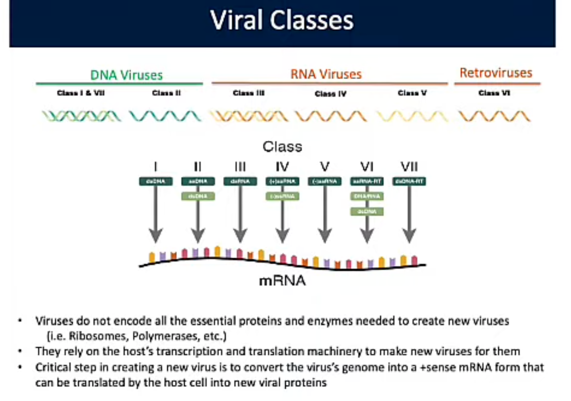 <p>Viral Classes</p>