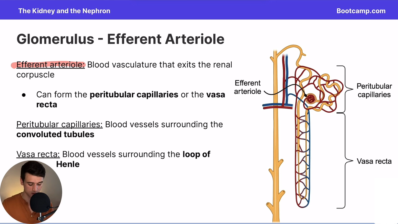<p>What blood vessels surround the loop of henle?</p>