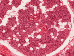 <p>what is this gland's secretory cell and it's secretion</p>
