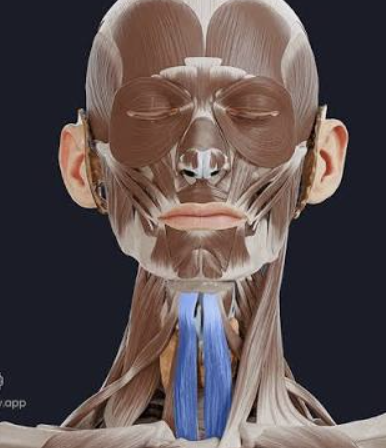 <p>Which muscle is this?</p>