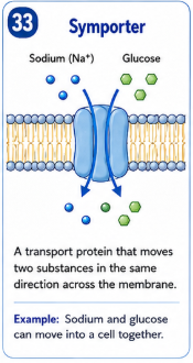 <p>A transport protein that moves two substances in the same direction across the membrane. </p>