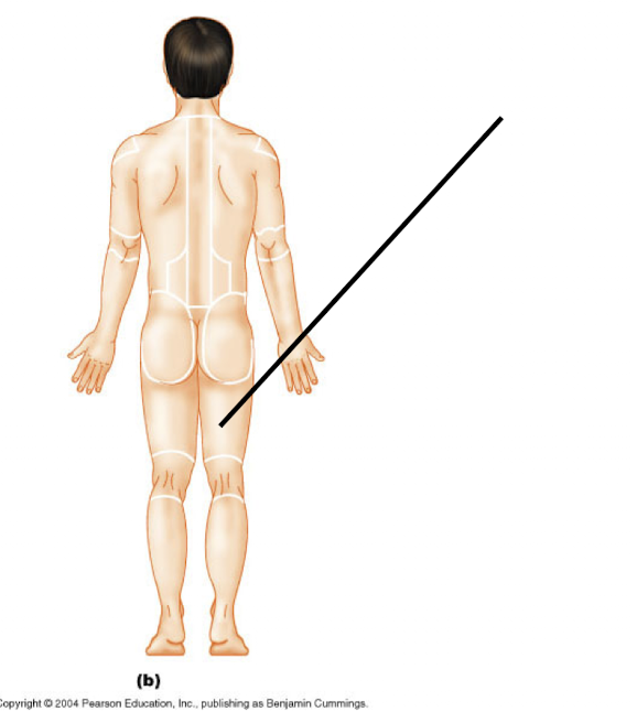 <p>Femoral (P)</p>