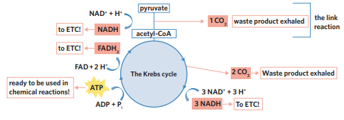 <ul><li><p>krebs cycle - generates lots of high-energy electron and proton carriers, NADH and FADH2, which can be used in the electron transport chain. Carbon dioxide is released, and small amounts of ATP are also produced.</p></li><li><p>occurs in the matrix of the mitochondria. loads co-enzymes</p></li><li><p>after link reaction, acetyl-coA can now enter the Krebs cycle in the mitochondrial matrix. coenzymes break down acetyl-CoA, extracting its energy, and then CoA is recycled back for use in the link reaction. loaded coenzymes NADH and FADH2 are high energy electron and proton carriers, which are then used in ETC. co2 is also released and 2 ATP</p></li></ul><ul><li><p>inputs of krebs cycle</p><ul><li><p>2 acetyl-CoA (derived from pyruvate)</p></li><li><p>unloaded coenzymes</p></li><li><p>2 ADP + 2Pi</p></li><li><p>NAD<sup>+</sup> + H<sup>+</sup></p></li><li><p>FAD + H<sup>+</sup></p></li></ul></li><li><p>outputs of krebs cycle</p><ul><li><p>CO<sub>2</sub></p></li><li><p>loaded coenzymes (→ inner membrane for ETC)</p></li><li><p>2 ATP</p></li><li><p>NADH</p></li><li><p>FADH<sub>2</sub></p></li></ul></li></ul><p></p>