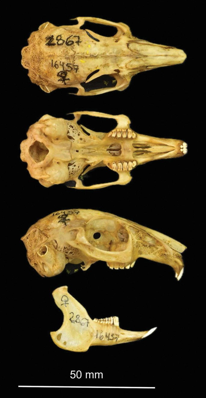 <p>Family Leporidae Sylvilagus bachmani (brush rabbit)</p>
