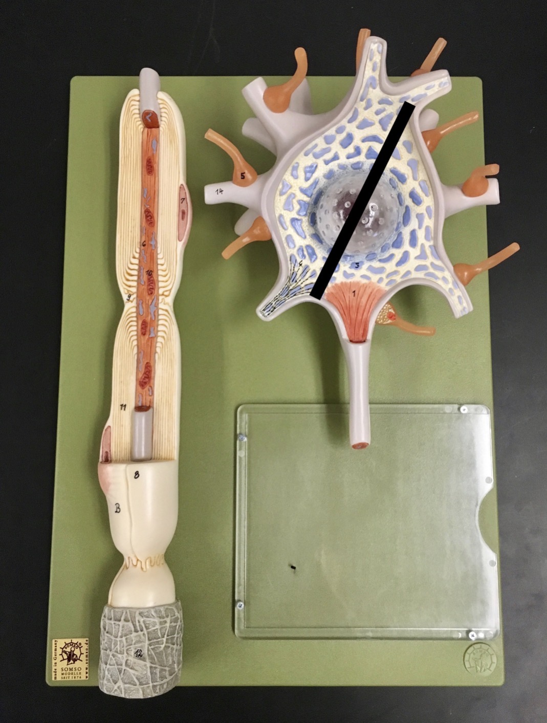 <p><span>Identify the entire structure indicated by the black line.</span></p>