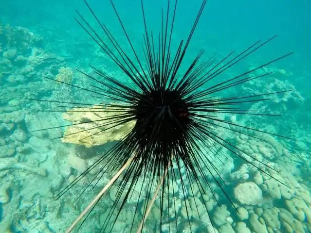 <p>Long spine sea urchin</p>