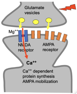 <ul><li><p><span style="background-color: transparent;">The NMDA channel is normally blocked by Mg ++</span></p></li><li><p><span style="background-color: transparent;">Concurrent voltage change to drive out Mg ++ (action potentials or electrical stimulation)&nbsp;</span></p><ul><li><p><span style="background-color: transparent;">Achieved by glutamate binding to nearby AMPA receptors</span></p></li><li><p><span style="background-color: transparent;">Equivalent to stimulation with high-frequency electrical pulses</span></p></li></ul></li><li><p><span style="background-color: transparent;">Glutamate binds to NMDA &amp; AMPA receptors</span></p><ul><li><p><span style="background-color: transparent;">A temporary change in the shape of the channel opens up the channel</span></p></li><li><p><span style="background-color: transparent;">Calcium can enter through the open, unblocked NMDA channel</span></p></li></ul></li><li><p><span style="background-color: transparent;">Ca++ entry triggers an intracellular signalling cascade, which results in:</span></p><ul><li><p><span style="background-color: transparent;">Migration of AMPA receptors from intracellular stores to the cell membrane</span></p></li><li><p><span style="background-color: transparent;">Synthesis of more AMPA receptors</span></p></li></ul></li></ul><p></p>