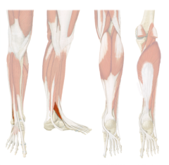 <p>Definition: A small, thin muscle located in the anterior compartment of the lower leg, along the lower part of the fibula. It lies lateral to the extensor digitorum longus, and its tendon passes down the front of the ankle and attaches to the base of the 5th metatarsal on the top of the foot.</p><p> - Action: Dorsiflex ankle (foot); Evert foot </p><p> - Innervation: Deep fibular nerve</p>