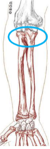 <ul><li><p>articulation of radial notch of ulna with radial head and rim</p></li><li><p>rotational movement for supination and pronation </p></li></ul><p></p>