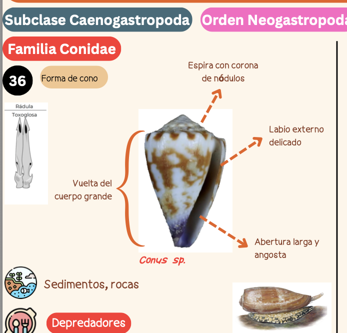<p><strong>FILO </strong>Mollusca<strong><br>CLASE </strong>Gastropoda<br><strong>SUBCLASE </strong>Caenogastropoda<br><strong>ORDEN </strong>Neogastropoda<br><strong>FAMILIA </strong>Conidae<br><strong>GÉNERO</strong> <em><u>Conus sp</u></em><strong><br>CARACTERÍSTICAS </strong><br><strong>RÁDULA </strong>Toxoglosa<strong><br>ALIMENTACIÓN </strong>Depredadores<strong><br>HÁBITAT </strong>Sedimentos y rocas.</p>