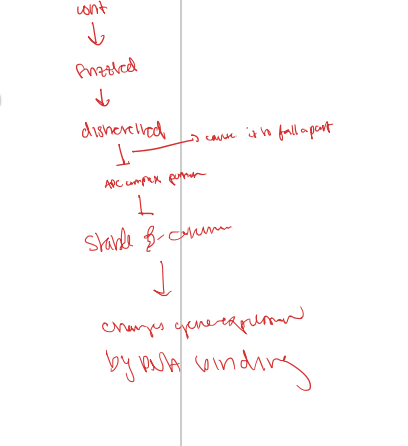 <p>wnt binds to frizzled and activates it (also binds to an LRP) this complex activates a protein called disheveled which then breaks apart the APC bound complex by attracting axin. the kinases phosphouyrlate the active LRP</p><p>the stable beta catenin is then able to bind and kicks the Groucho protein off to turn on transcipriton of the target genes</p>