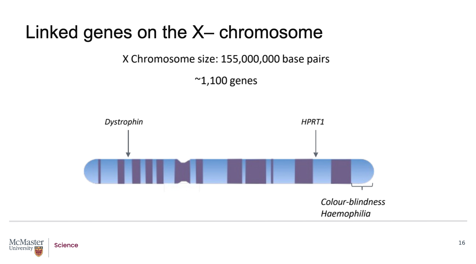 <p><strong>Back (Answer):</strong></p><ul><li><p>In human females, the <strong>two X chromosomes</strong> pair during <strong>prophase I of meiosis I</strong></p></li><li><p>Each X chromosome:</p><ul><li><p>Is approximately <strong>155 megabases (155 million base pairs)</strong> in length</p></li><li><p>Contains about <strong>1100 genes</strong></p></li></ul></li><li><p>The X chromosome has two regions:</p><ul><li><p><strong>p arm (short arm)</strong></p></li><li><p><strong>q arm (long arm)</strong></p></li></ul></li><li><p>Several important genes are located on these arms, including:</p><ul><li><p><strong>Dystrophin gene</strong>: codes for a protein required for muscle cell development</p></li><li><p><strong>HPRT1 gene</strong>: mutations cause severe, recurring acute arthritis</p></li><li><p><strong>Colour‑blindness‑associated genes</strong></p></li><li><p><strong>Haemophilia‑associated genes</strong></p></li></ul></li><li><p>Genes located <strong>close together</strong> on the same chromosome:</p><ul><li><p>Are called <strong>linked genes</strong></p></li><li><p>Tend to be <strong>inherited together</strong></p></li><li><p>Do not segregate independently during meiosis</p></li></ul></li><li><p>Colour‑blindness and haemophilia genes are an example of <strong>linked genes on the X chromosome</strong></p></li><li><p>This leads to the final question:</p><ul><li><p>Will linked genes <strong>always</strong> be inherited together, or can they sometimes be separated?</p></li></ul></li></ul><p><strong>Key takeaway:</strong><br>Genes that are close together on the same chromosome are linked and tend to be inherited together, challenging Mendel’s second law</p>
