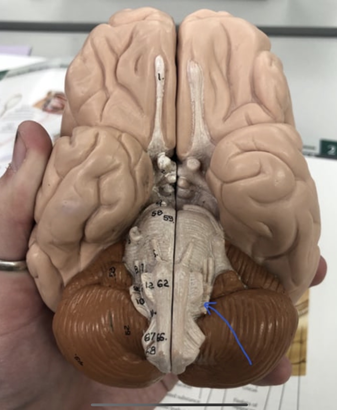 knowt flashcard image