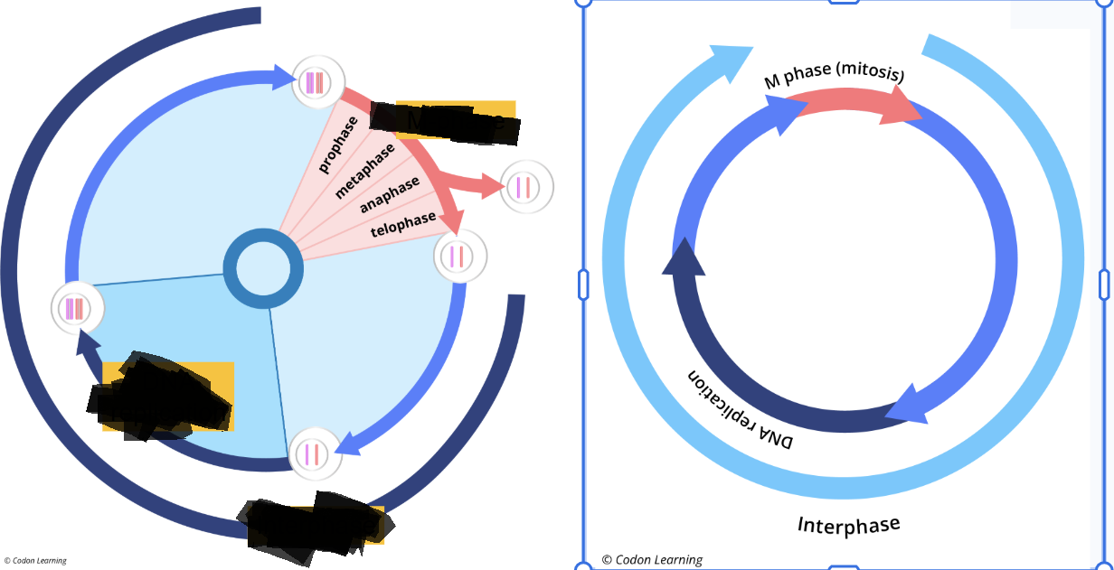 <p><span style="background-color: transparent;">what would happen if <strong>DNA was not replicated before mitosis</strong>?</span></p><ul><li><p><span style="background-color: transparent;">One of the ….. cells wouldnt have dna (The number of chromosomes sorted into …..” cells would be half of what’s in the parent cell</span></p></li><li><p><span style="background-color: transparent;">Unequal division</span></p></li><li><p><span style="background-color: transparent;">Cells would lose chromosomes (gottaa pass on …. info)&nbsp;</span></p></li></ul><p></p>