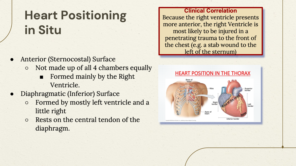 <p>Is formed mainly by the right ventricle </p><p></p>