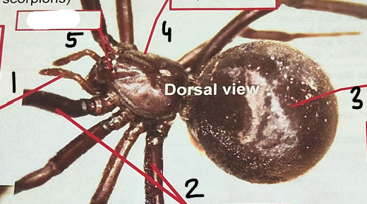 <p>point 1 on this spider</p>