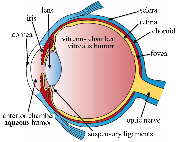 <p></p><p><mark data-color="red" style="background-color: red; color: inherit;">Transparent media</mark>- Cornea, aqueous humour, lens and vitreous humour <strong>direct and converge light on the photoreceptor cells on the retina</strong></p><p><mark data-color="red" style="background-color: red; color: inherit;">Non-Transparent media</mark><strong>- Choroid, Uvea, Sclera</strong>- Support transparent media</p><p><mark data-color="red" style="background-color: red; color: inherit;">The photosensitive layer</mark> - retina made up of rod and cones receptor cells. Cones for daylight vision and rods for night vision.</p><p><mark data-color="red" style="background-color: red; color: inherit;">Light splits chemical compound </mark>-<strong>Rhodopsin</strong> in cones and rods and <strong>triggers signal transduction</strong> thru <strong>optic nerve</strong>. The signals are transmitted to the<strong> optic cortex</strong> of the brain.</p><p></p>