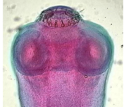 <p>how do tapeworm adults attach to their host?</p><p>the … which have …</p>