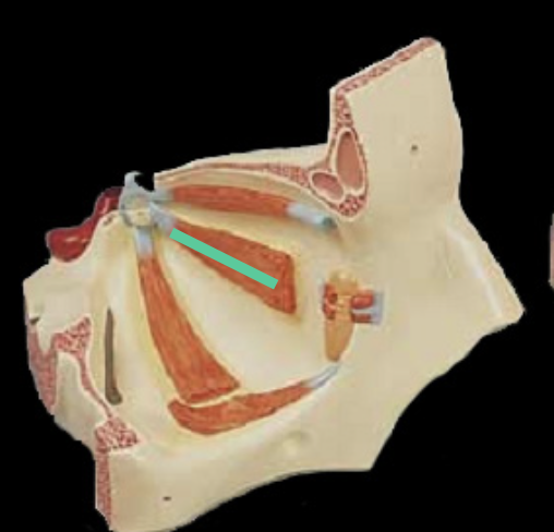 <p>innervated by?</p>