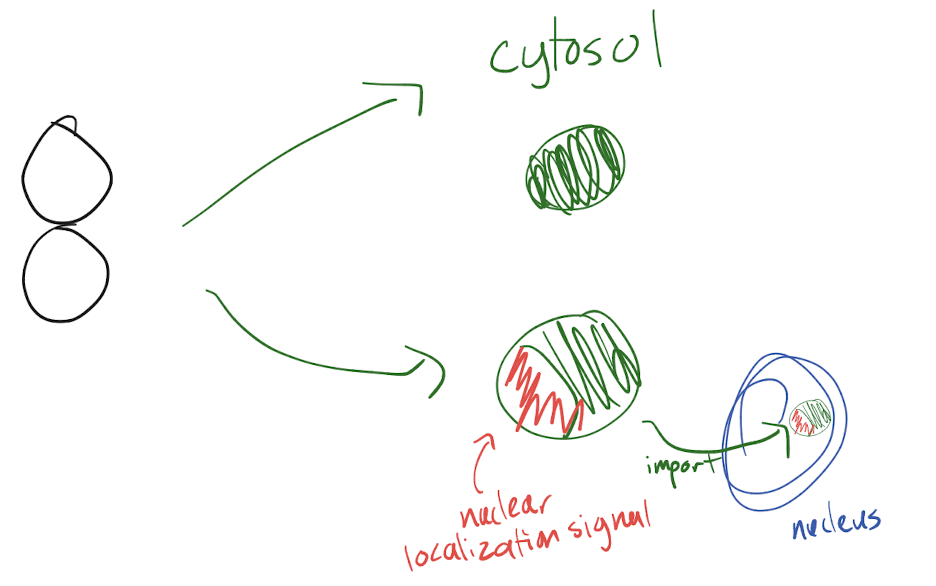 <p>Nucleus proteins (ex. DNA polymerase): nuclear localization signal (“put me in” for nucleus)<br>Cytosol proteins: no signal because no need to be moved</p><p>Organelle (mitochondria and chloroplast) proteins: organelle localization signal (“put me in”) </p>