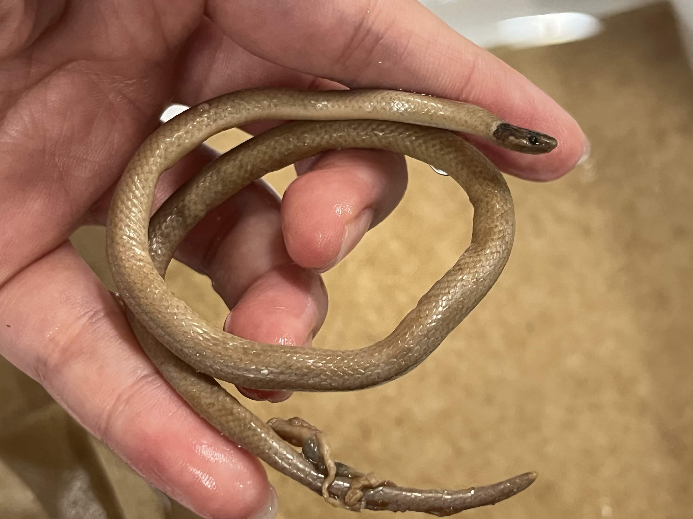 <p>Infraorder + Superfamily + Family + Scientific name?<br>- black head<br>- no spots on belly</p>