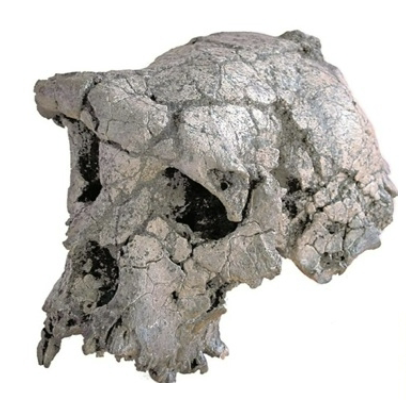 <p><em>Sahelanthropus tchadensis</em></p>