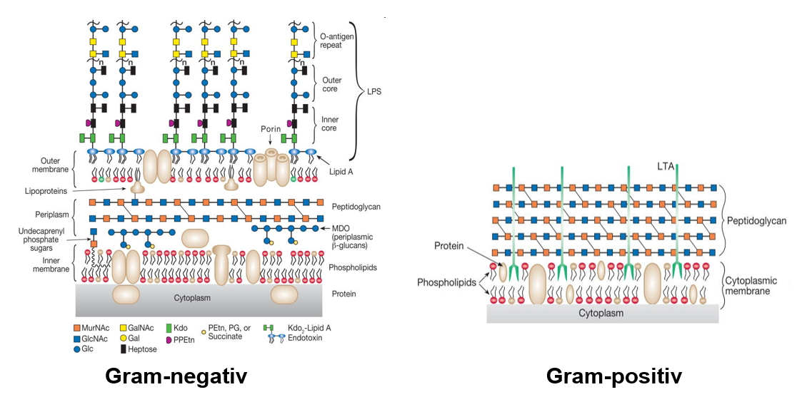<p>Cellväggens funktion är att ge stadga åt cellen, skydda mot osmotisk lys och reglera transport in och ut ur cellen. <br><br>Grampositiva:<br>-Har tjockt/kraftigt peptidoglykanlager<br>-Innehåller lipoteikonsyra (LTA). <br>-De har endast ett membran (cytoplasmamembranet)<br>-Mörklila vid gramfärgning</p><p>Gramnegativa: <br>-Har en tunt peptidoglykanlager<br>-Två membran (cytoplasmamembran och yttermembran<br>-Yttre membranet innehåller lipopolysackarider (LPS) och poriner<br>-Rosa vid gramfärgning</p>