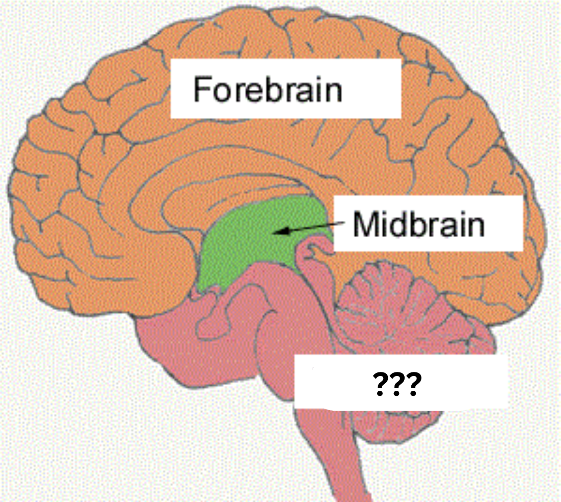 <p>The back chunk of the brain; includes medulla, pons, and cerebellum; directs essential and survival functions incl. breathing, sleeping/wakefulness, coordination, and balance.</p>