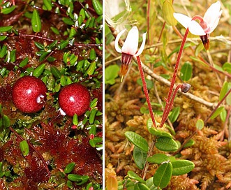 <ul><li><p>Tiny trailing evergreen vine</p></li><li><p>Small rolled leaves with pale undersides</p></li><li><p>Pink nodding flowers</p></li><li><p>Bright red sour berries</p></li><li><p>Grows in bogs & muskeg</p></li><li><p>Often confused with lingonberry</p></li></ul><p></p>