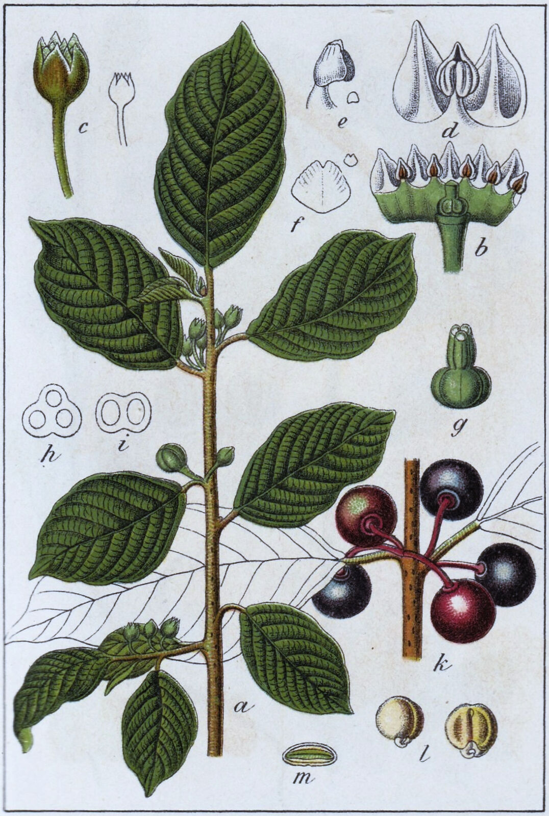<p>Brakved (KÄNN IGEN PÅ BLAD)   (5 blomblad. Vita blommor)(buske/mindre träd)</p>