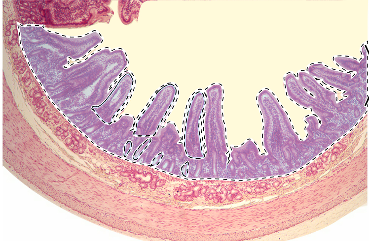 knowt flashcard image