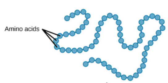 <p>Sequence of amino acids held by peptide bonds</p>