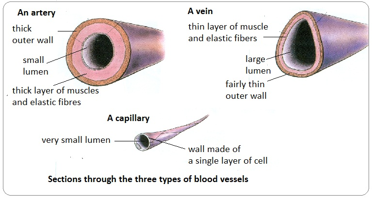<p>Arteries: Carry blood away from heart. Have thick muscular elastic walls. DO NOT HAVE VALVES!!! Pulmonary artery carries blood to lungs. Aorta carries blood to rest of body.</p><p>Veins: Carry blood to the heart. Thinner walls than arteries. Diameter of lumen is larger to get as much blood back to the heart as possibile. Muscle contraction assists, veins have valves to prevent back-flow of blood.</p><p>Capillaries: Connected to smallest arteries, only one cell thick, no muscle layer. O2 and nutrients can easily pass out of capillaries to surrounding cells. CO2 and other wastes can pass from cell into capillary. So tiny only a red blood cell can fit. Where diffusion happens.</p>