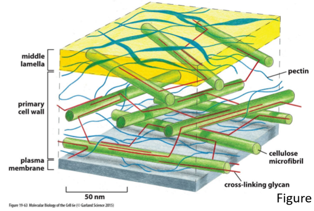 <p>In layers or lamellae</p><p></p>