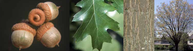 <p>Identify this tree:</p>