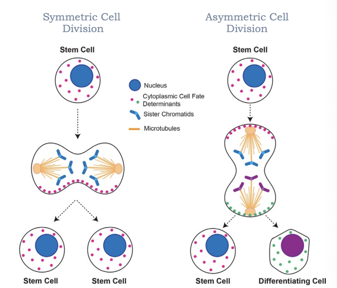 <p>cell diversity</p>