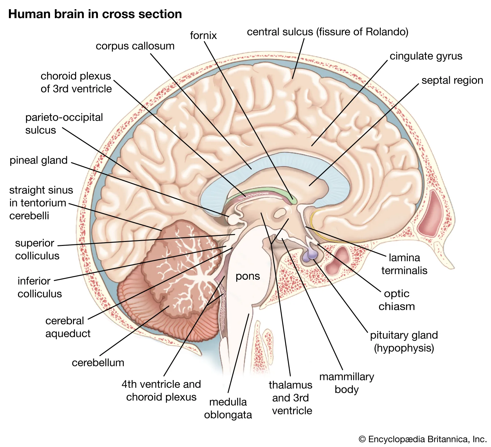 <p>Corpus Callosum</p>