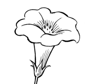 <p>fusion of the same flower parts</p>