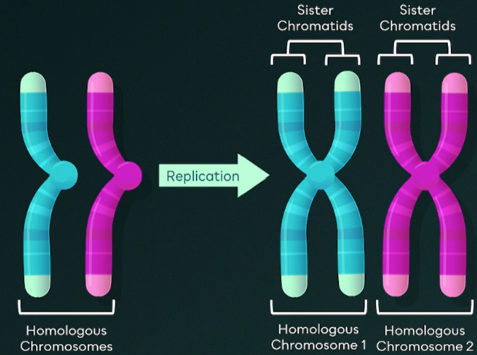 <p><span style="background-color: transparent;">Found in diploid cells, it is two sets of every chromosome, one from each parent which form a pair.</span></p><ul><li><p><span style="background-color: transparent;">They are similar in length, gene position, and centromere position.</span></p></li><li><p><span style="background-color: transparent;">Humans have 23 of them.</span></p></li></ul><p></p>