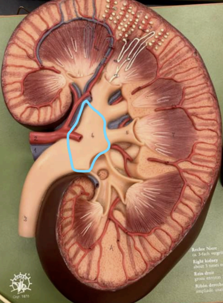 <p>What is the space below this structure?</p>