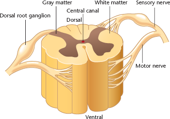 <p><span>The dorsal root on each side conveys sensory information to the spinal cord</span></p>