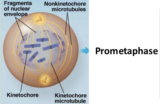 <ul><li><p>nuclear envelope fragments</p></li><li><p>Microtubules invade the nuclear area</p></li><li><p>A kinetchore microtubule attaches to each sister chromatid</p></li><li><p>Nonkinetochore microtubules interact with those of the opposite spindle</p></li></ul><p></p>