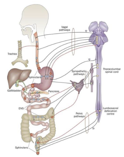 <ul><li><p>GI function is primarily regulated through coordinated control of motility and secretion, largely mediated by the enteric nervous system (ENS)</p></li><li><p>ENS operates as an intrinsic neural network, responding to stimulus independently of CNS input and has two major plexuses</p></li><li><p>The GI tract is also influenced by extrinsic autonomic inputs from the CNS via sympathetic and parasympathetic pathways</p></li></ul><p></p>