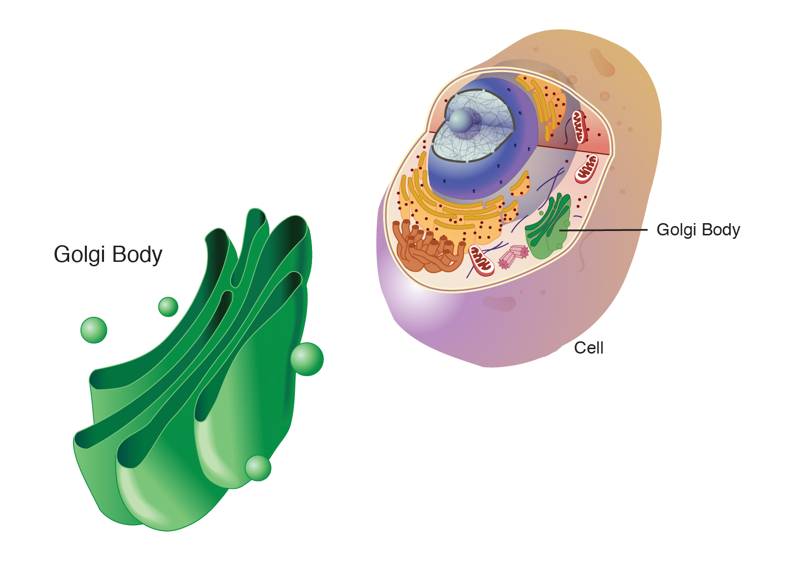 <p>golgi apparatus</p>