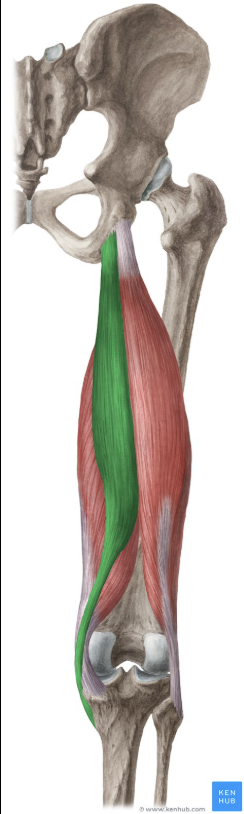 <p>Extends hip. Flexes knee. Medially rotates knee.</p>