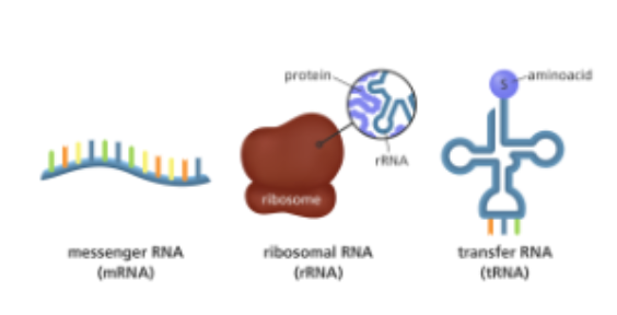 <p>what are central to how geentic information stored in DNA is actually turned into functional proteins and each type plays a distinct by highly coordinated role in this process</p>